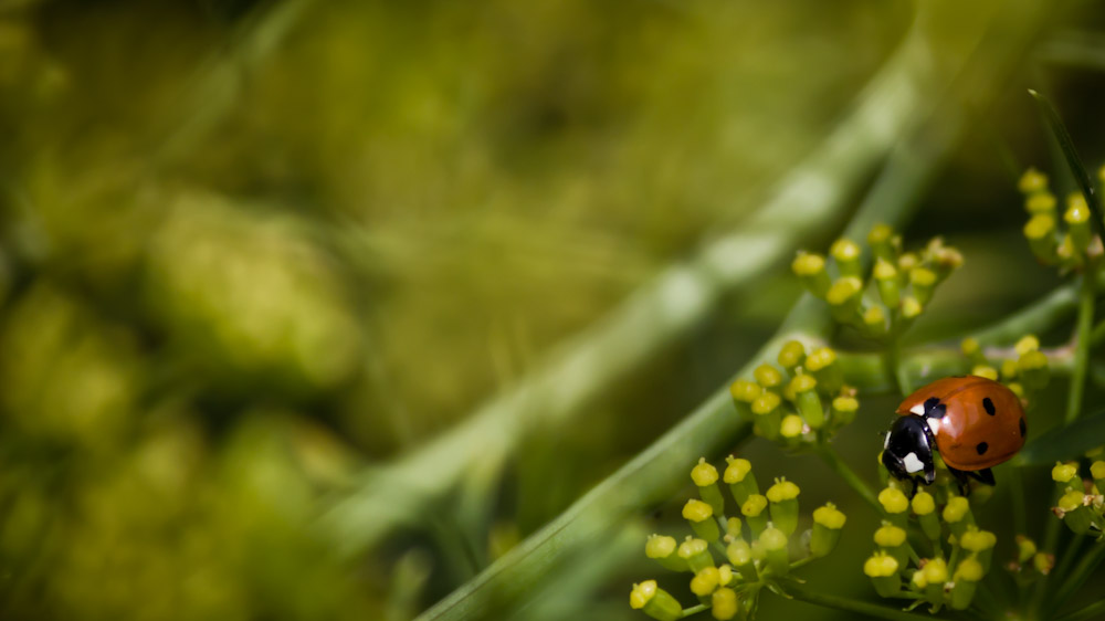 Marienkäfer auf Fenchel