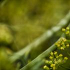 Marienkäfer auf Fenchel