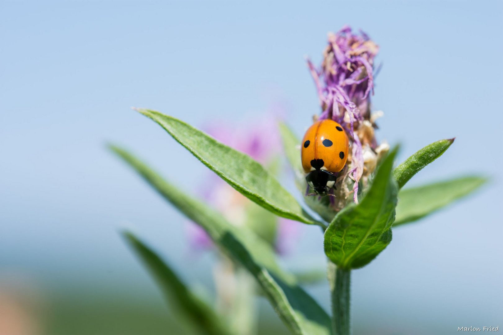 Marienkäfer auf Flockenblume