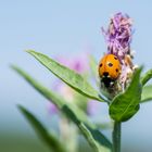 Marienkäfer auf Flockenblume