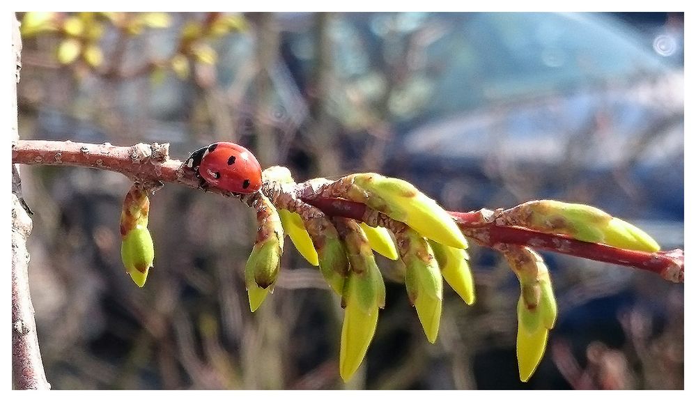 Marienkäfer auf Forsythie