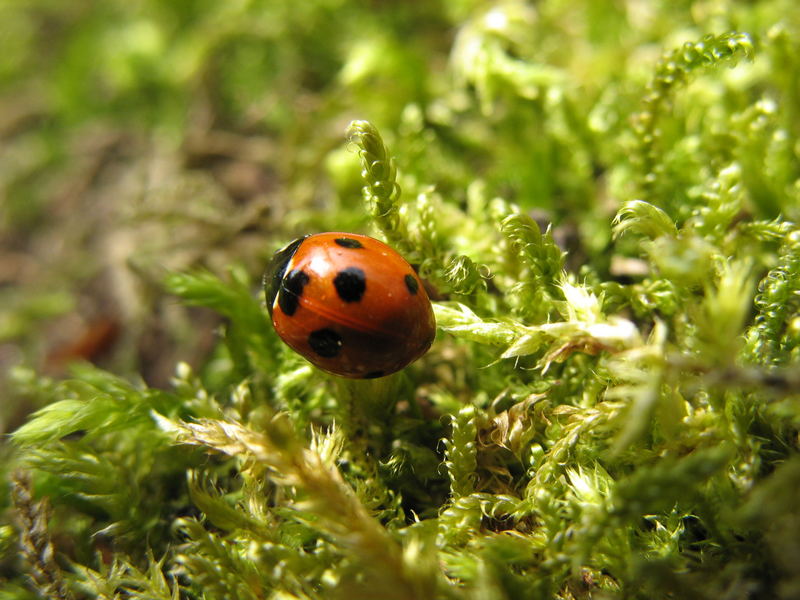 Marienkäfer auf frischem Grün