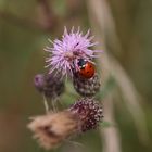 Marienkäfer auf Futtersuche