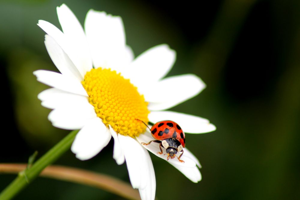 Marienkäfer auf Gänseblume