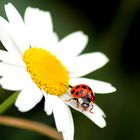 Marienkäfer auf Gänseblume