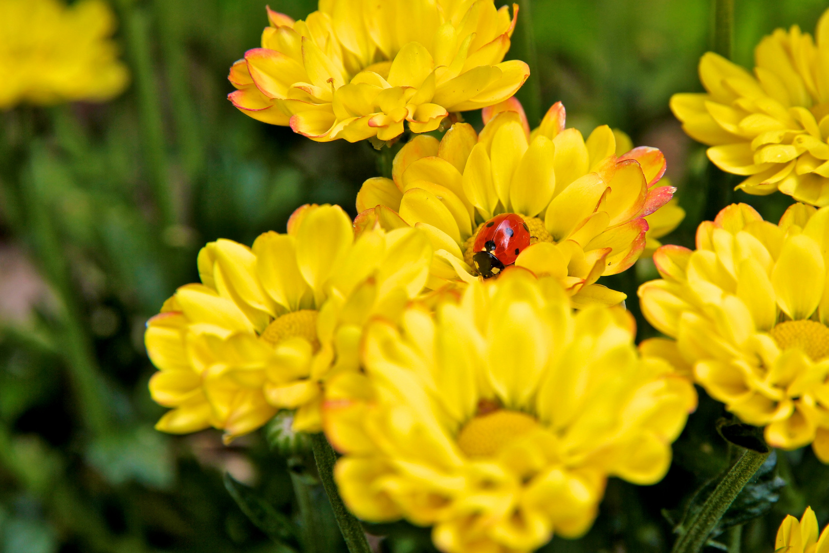 Marienkäfer auf gelben Blumen