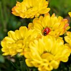 Marienkäfer auf gelben Blumen