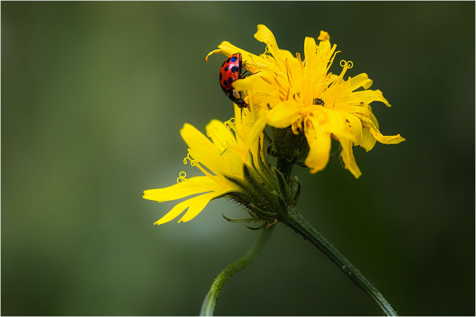 Marienkäfer auf gelber Blüte 