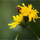 Marienkäfer auf gelber Blüte 