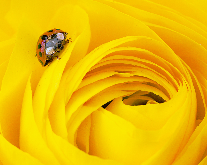 Marienkäfer auf gelber Blüte