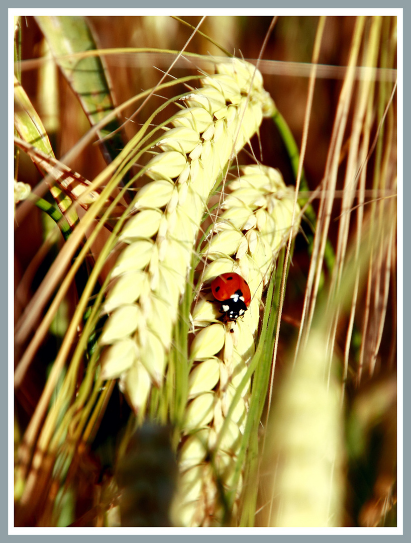 Marienkäfer auf Getreide !