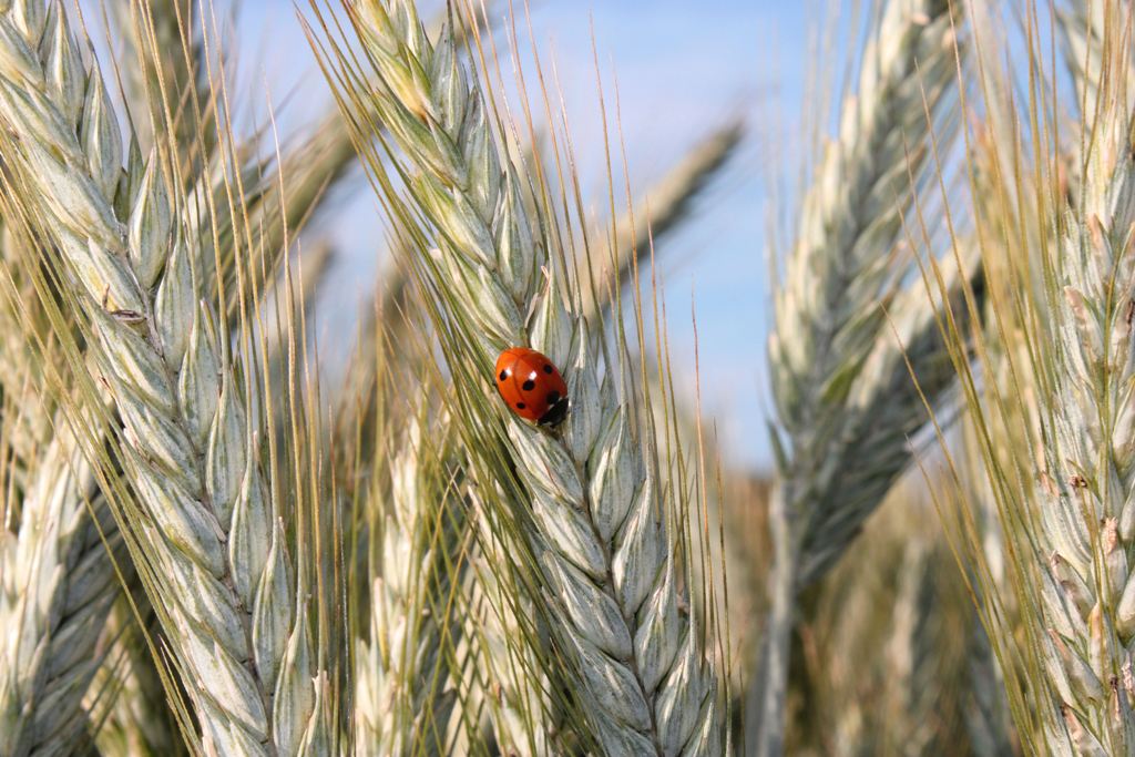 Marienkäfer auf Getreidehalm