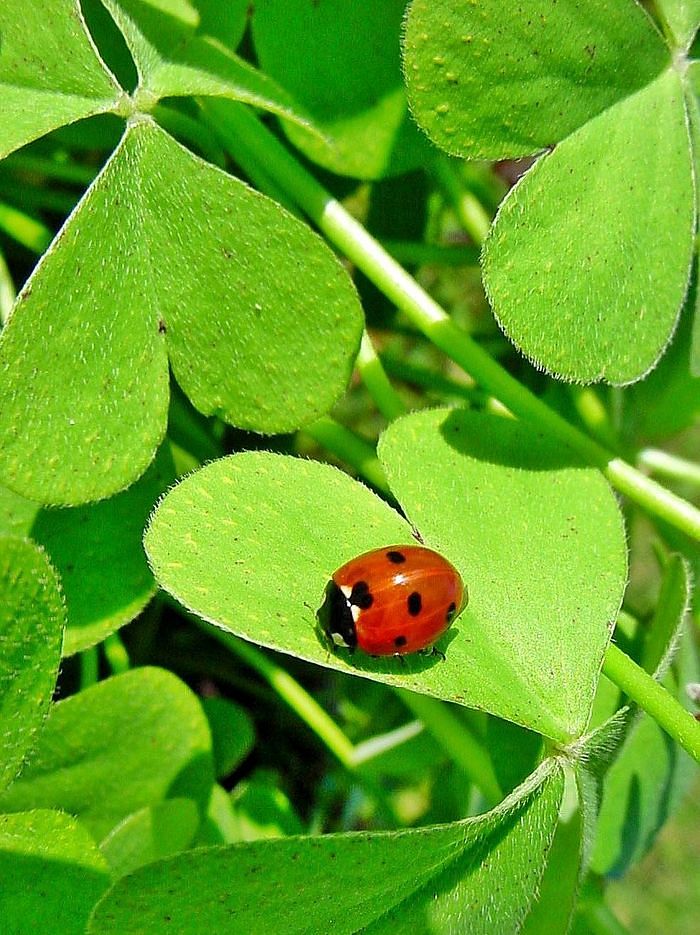 Marienkäfer auf Glücksklee