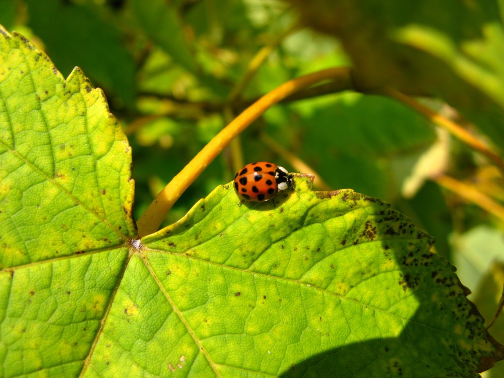 Marienkäfer auf Herbstlaub