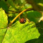 Marienkäfer auf Herbstlaub