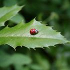 Marienkäfer auf Ilex