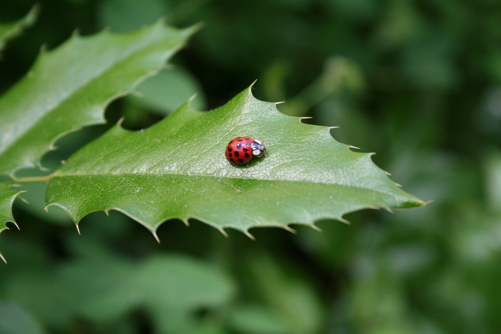 Marienkäfer auf Ilex von Westküstenkind 