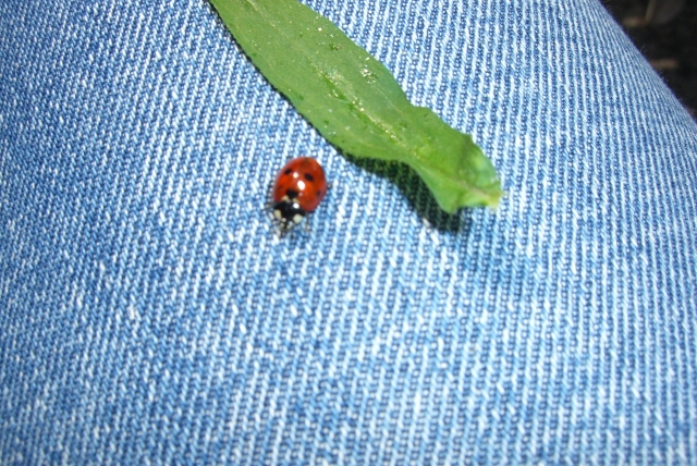 Marienkäfer auf Jeans