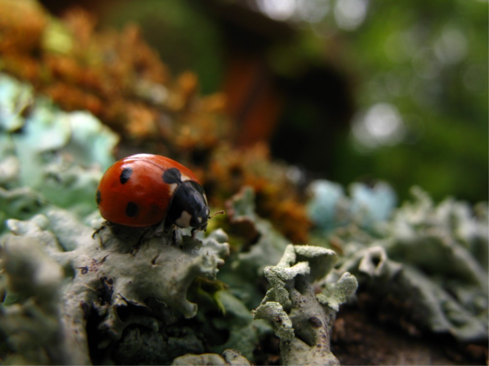 Marienkäfer auf Kirschbaumflechten