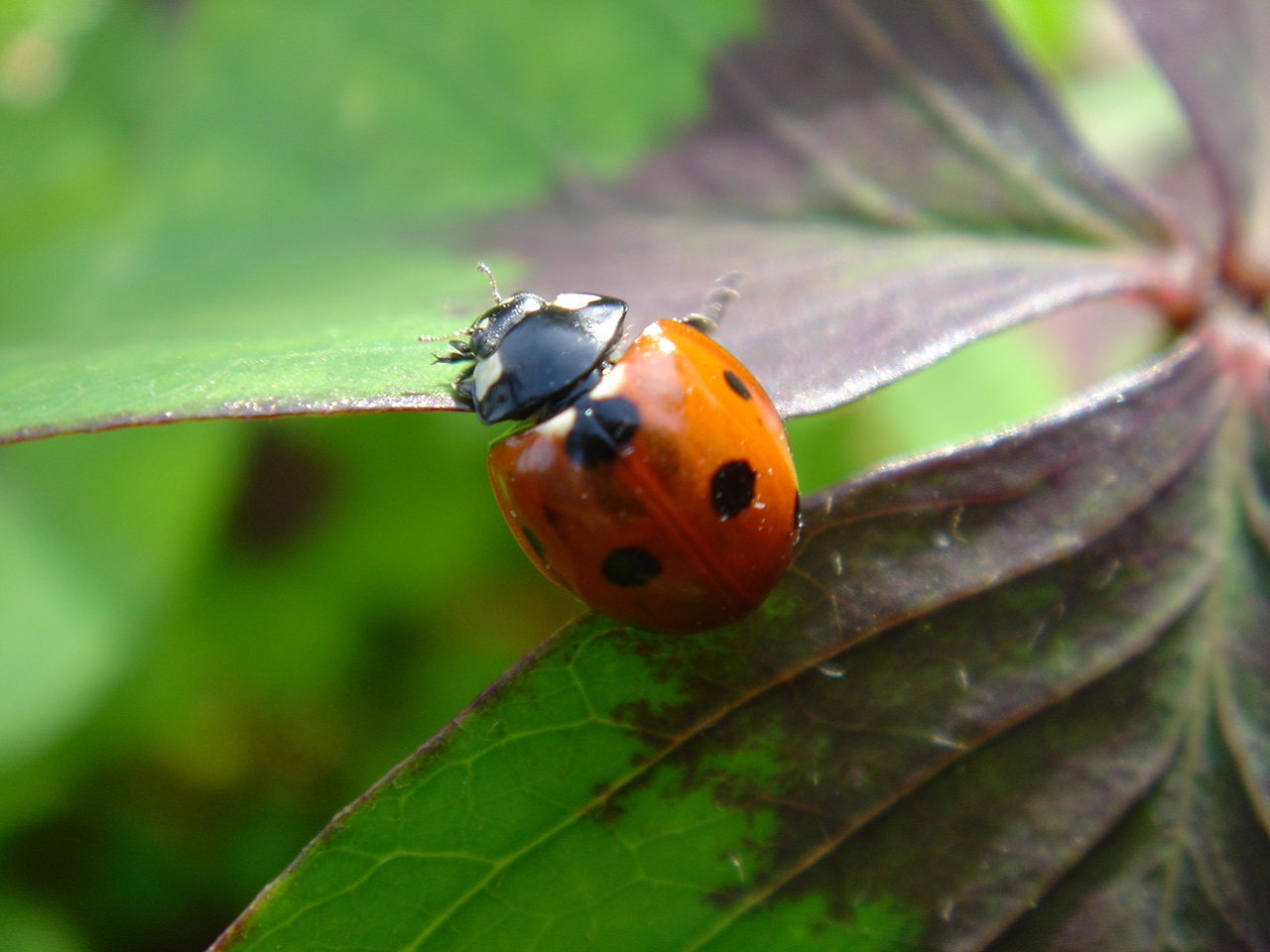 Bilder kleeblatt marienkäfer