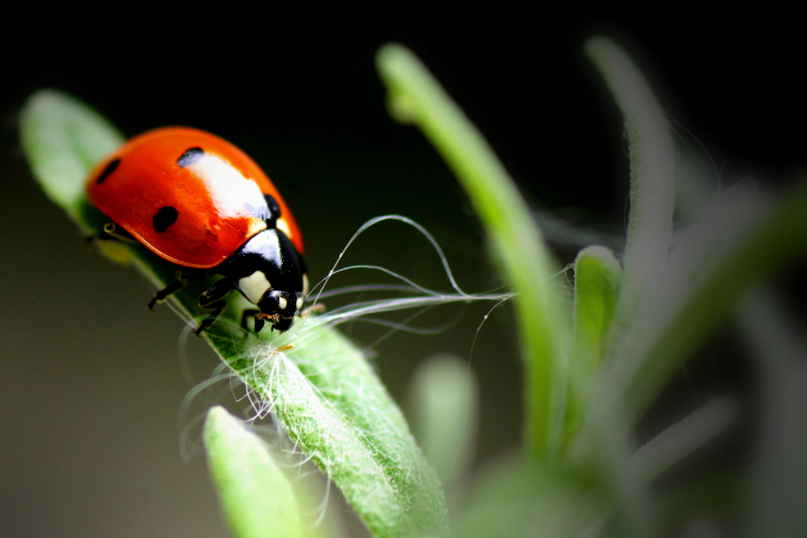 Marienkäfer auf Lavendel