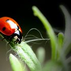 Marienkäfer auf Lavendel