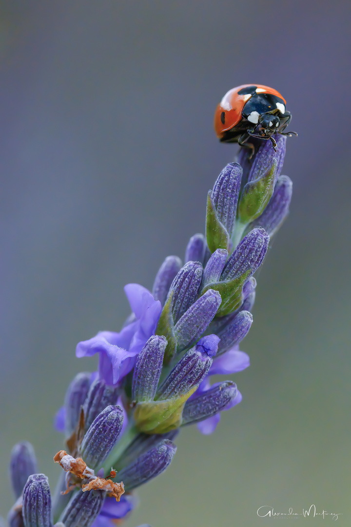 */     Marienkäfer auf Lavendel