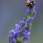 */     Marienkäfer auf Lavendel