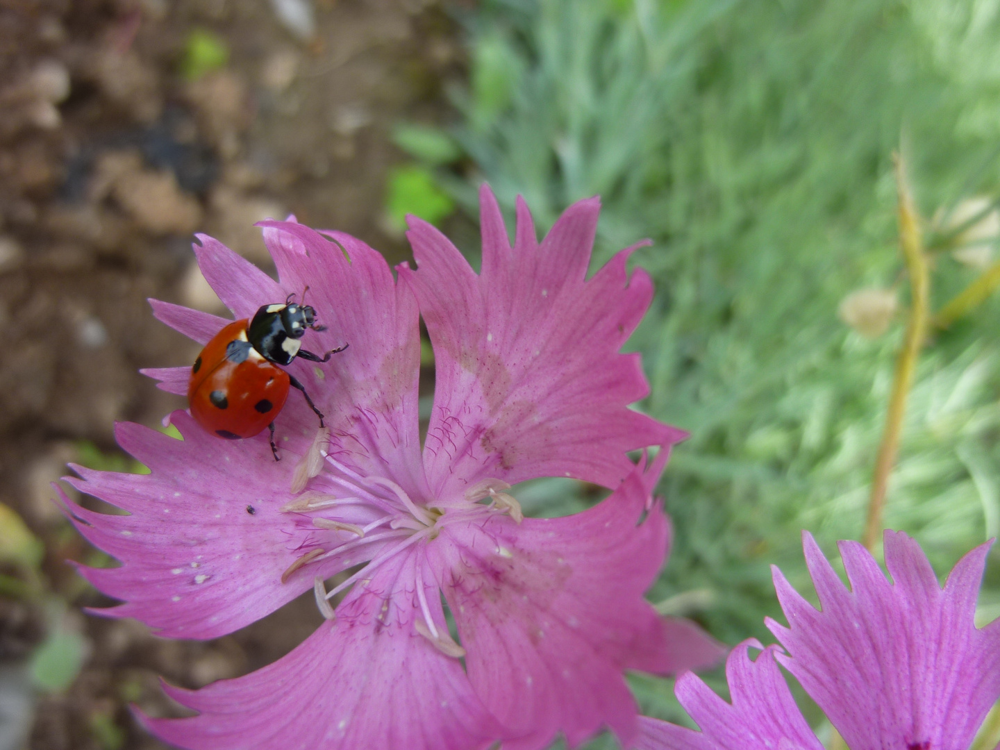 Marienkäfer auf Lila Blüte