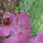 Marienkäfer auf Lila Blüte