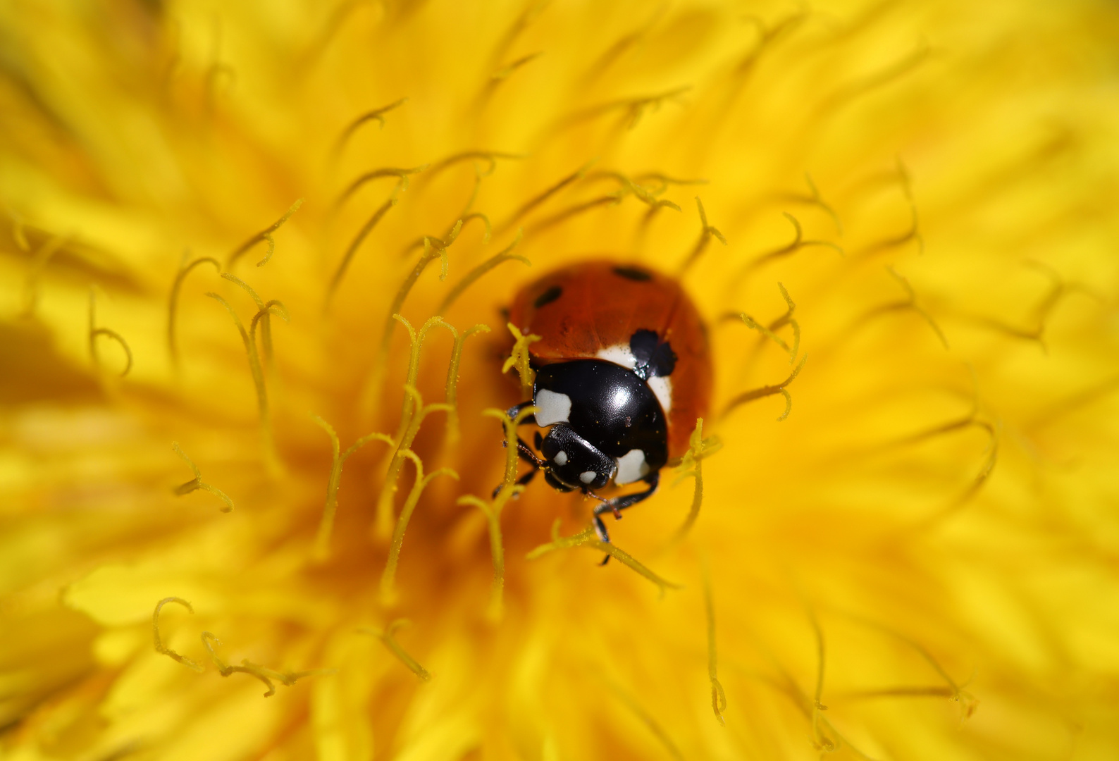 Marienkäfer auf Löwenzahn