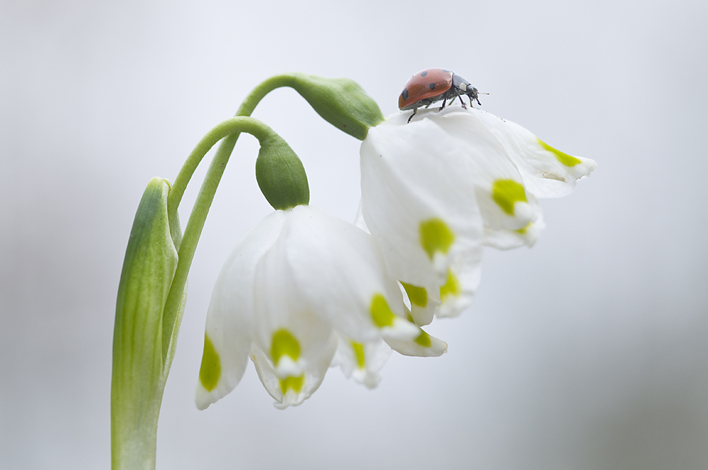 Marienkäfer auf Märzenbecher