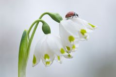 Marienkäfer auf Märzenbecher