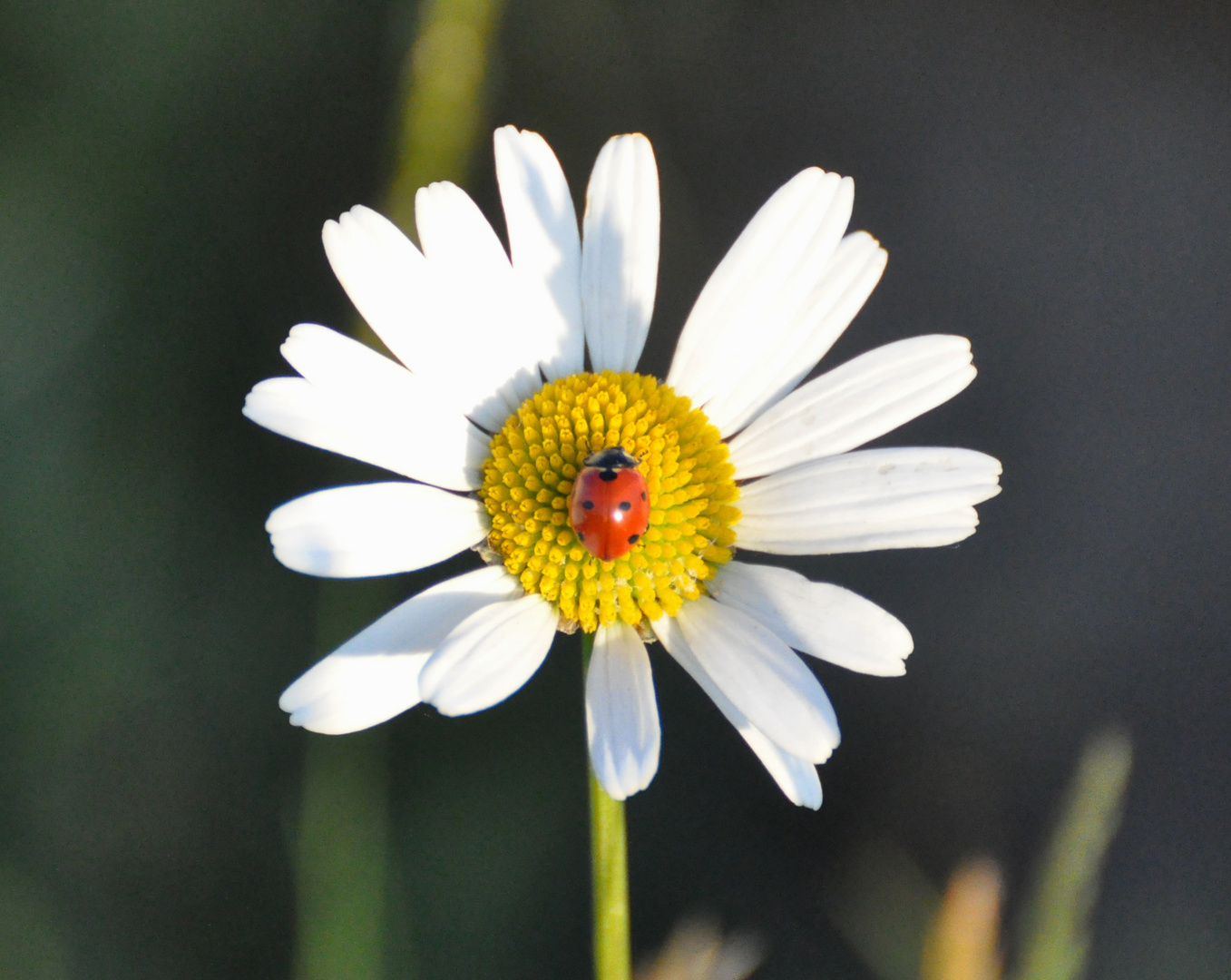 Marienkäfer auf Margarittenblume