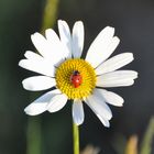 Marienkäfer auf Margarittenblume