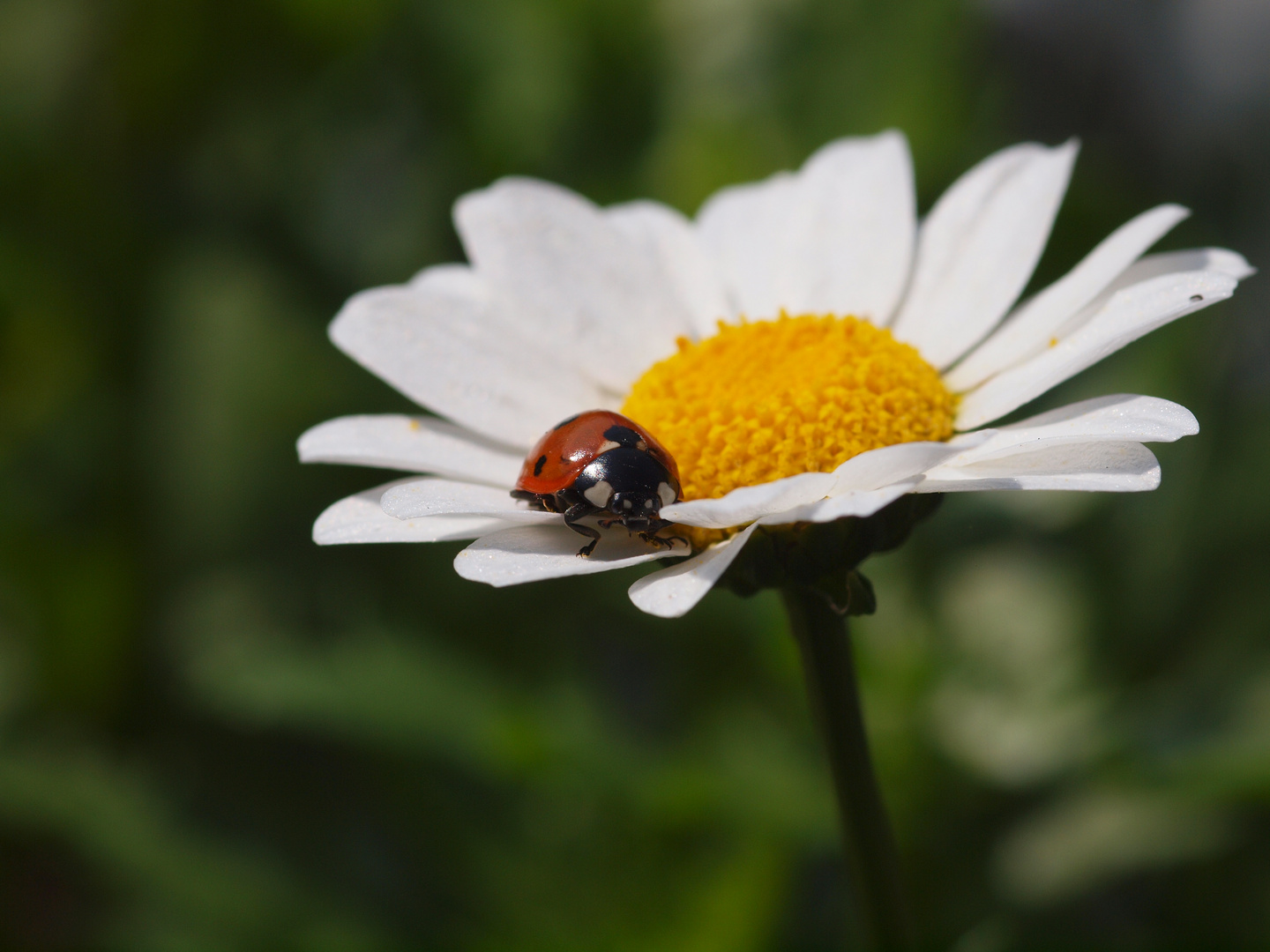 Marienkäfer auf Margerite