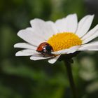 Marienkäfer auf Margerite