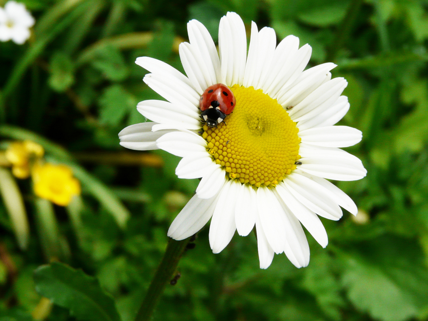 Marienkäfer auf Margerite 