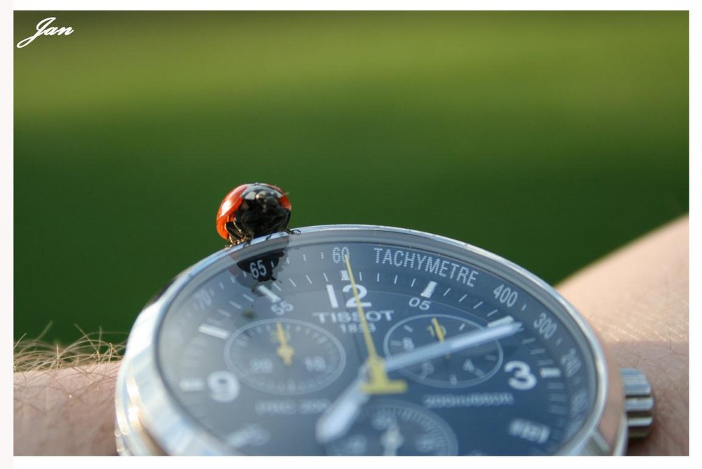 Marienkäfer auf meiner Uhr