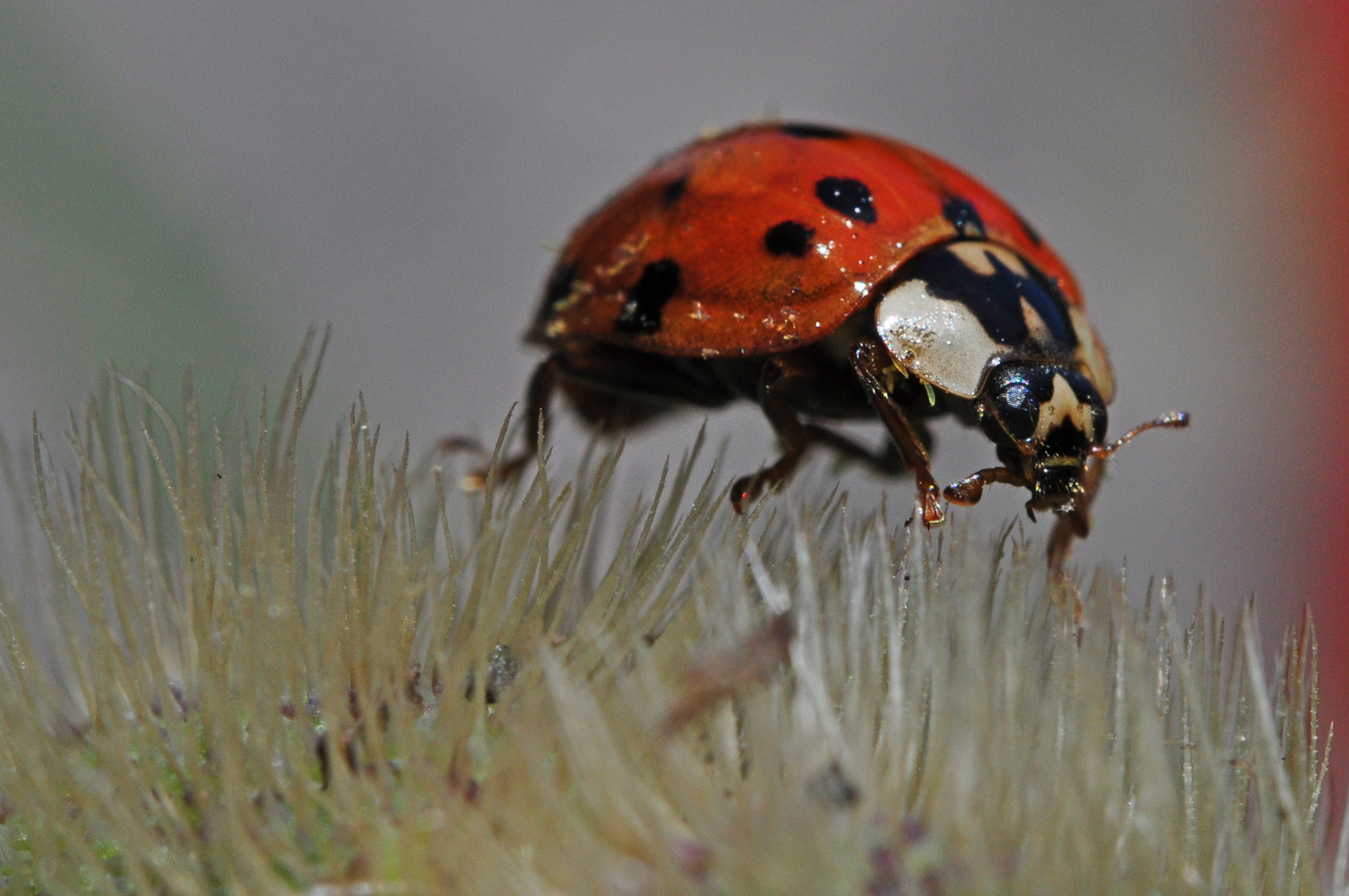 Marienkäfer auf Mohnsamenkapsel