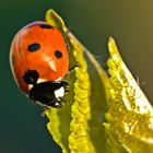 Marienkäfer auf Nahrungssuche