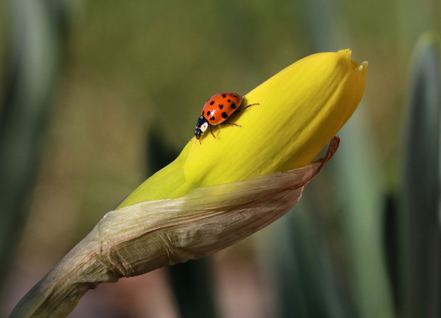 Marienkäfer auf Narzissenknospe