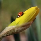 Marienkäfer auf Narzissenknospe