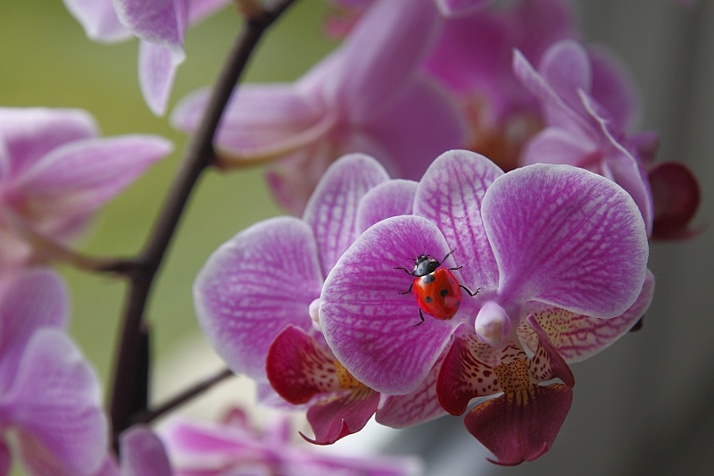 Marienkäfer auf Orchidee
