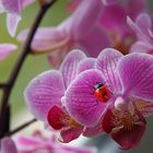 Marienkäfer auf Orchidee