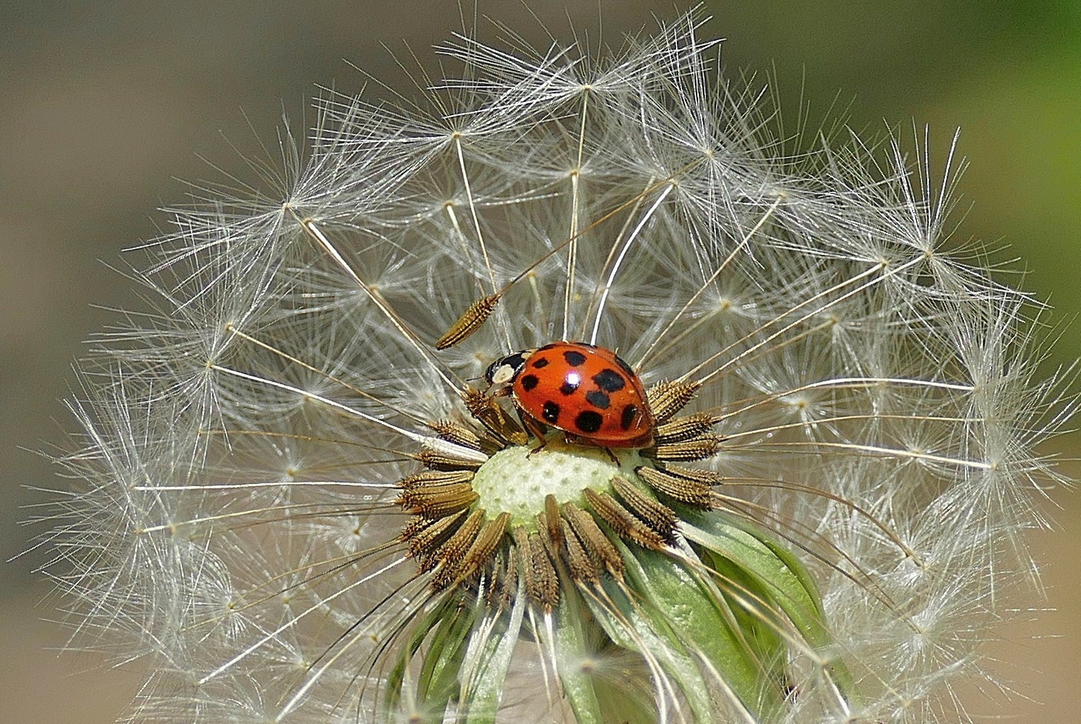 Marienkäfer auf Pusteblume