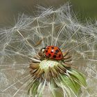 Marienkäfer auf Pusteblume