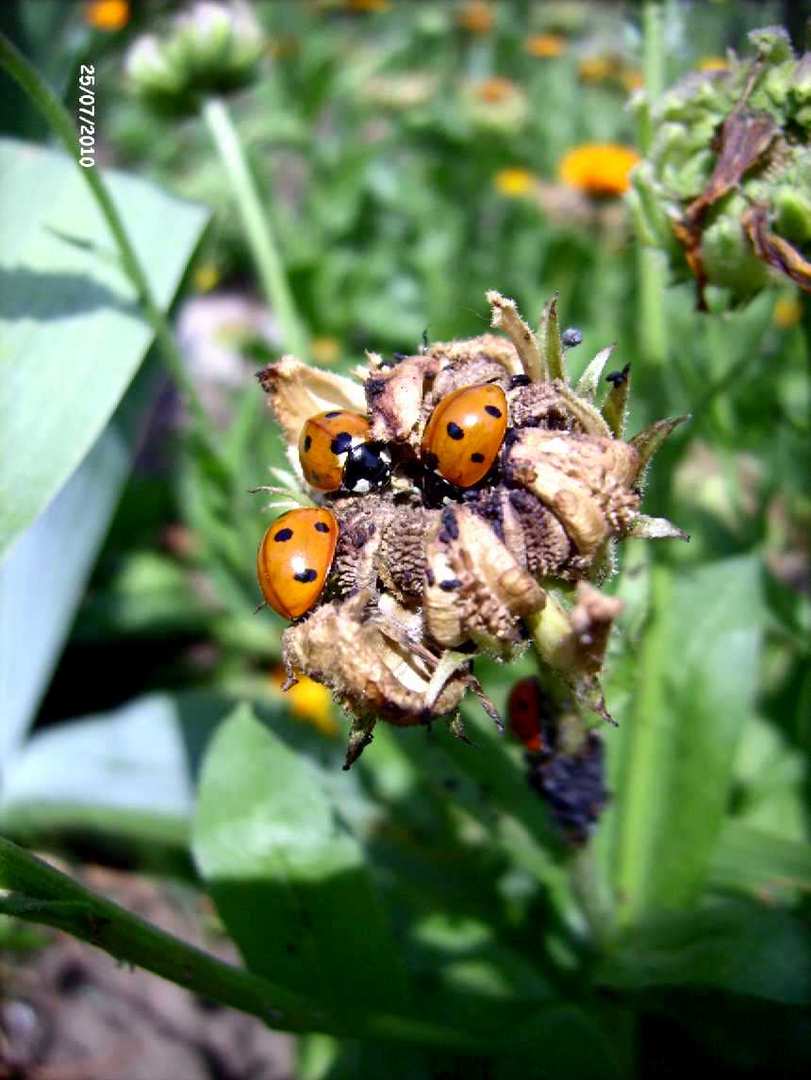 Marienkäfer auf Ringelblume