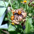 Marienkäfer auf Ringelblume