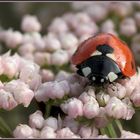 Marienkäfer auf rosa Blütenbett